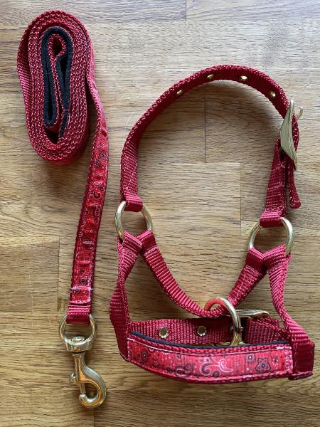 Alpaka Halfter Rot mit Overlay Bandana und Leine Set